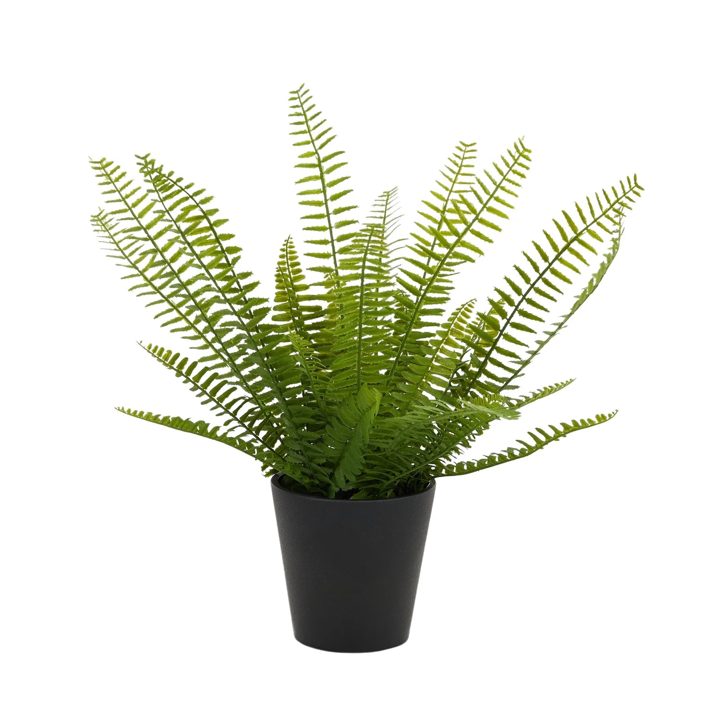 Sword Fern