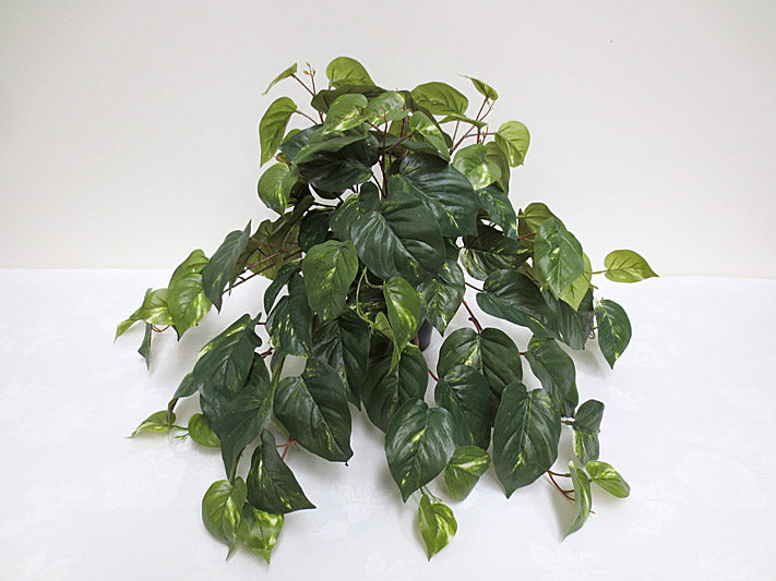 Pothos Hanging Bush