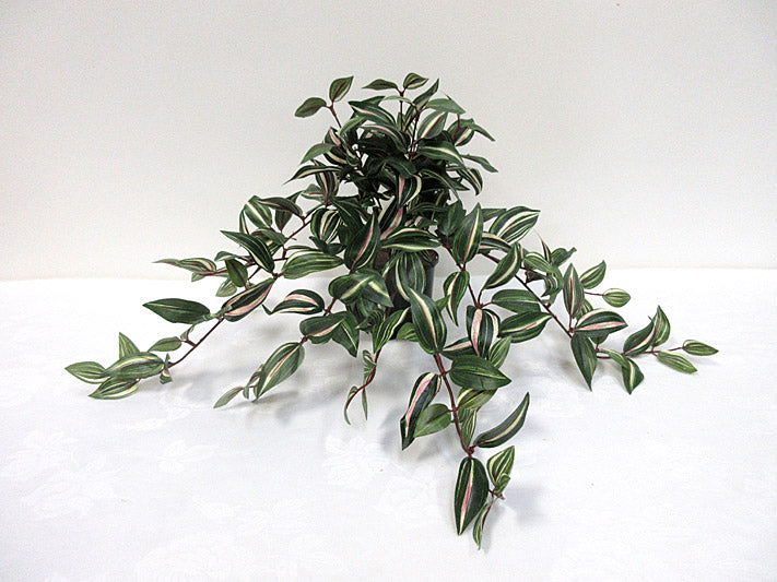 Wandering Jew Hanging Bush
