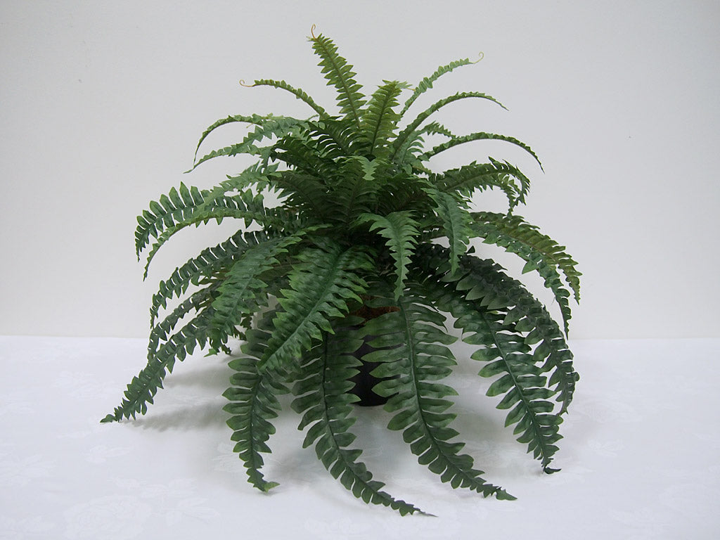 Ruffled Fern Bush
