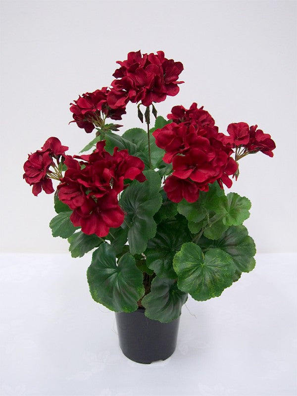 Geranium Plant Red