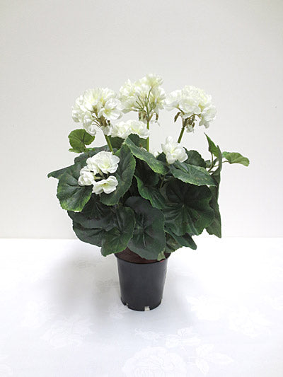 Geranium Plant White