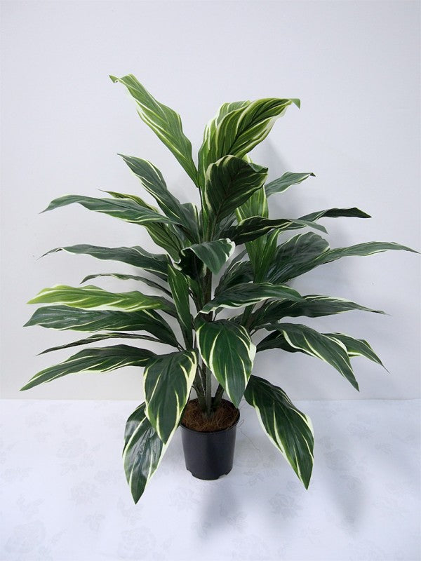 Deluxe Cordyline 32"