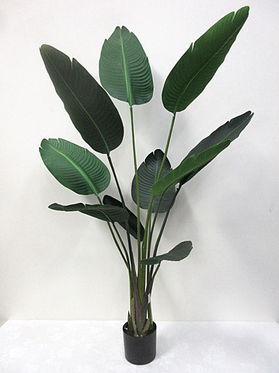 Potted Travellers Palm