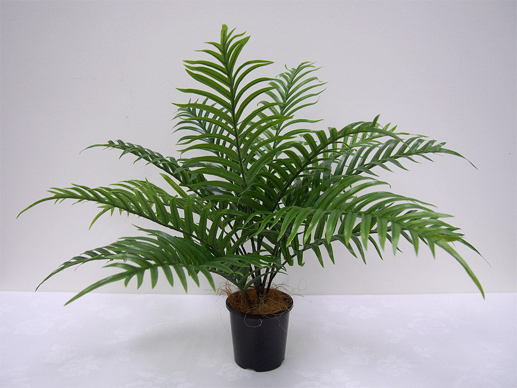 Areca Palm