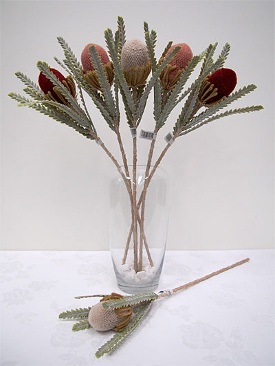 Banksia Coral