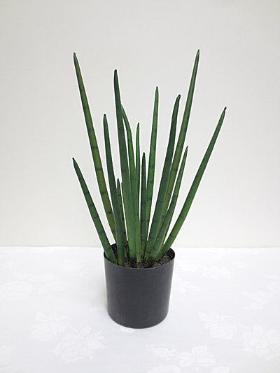 Snake Grass