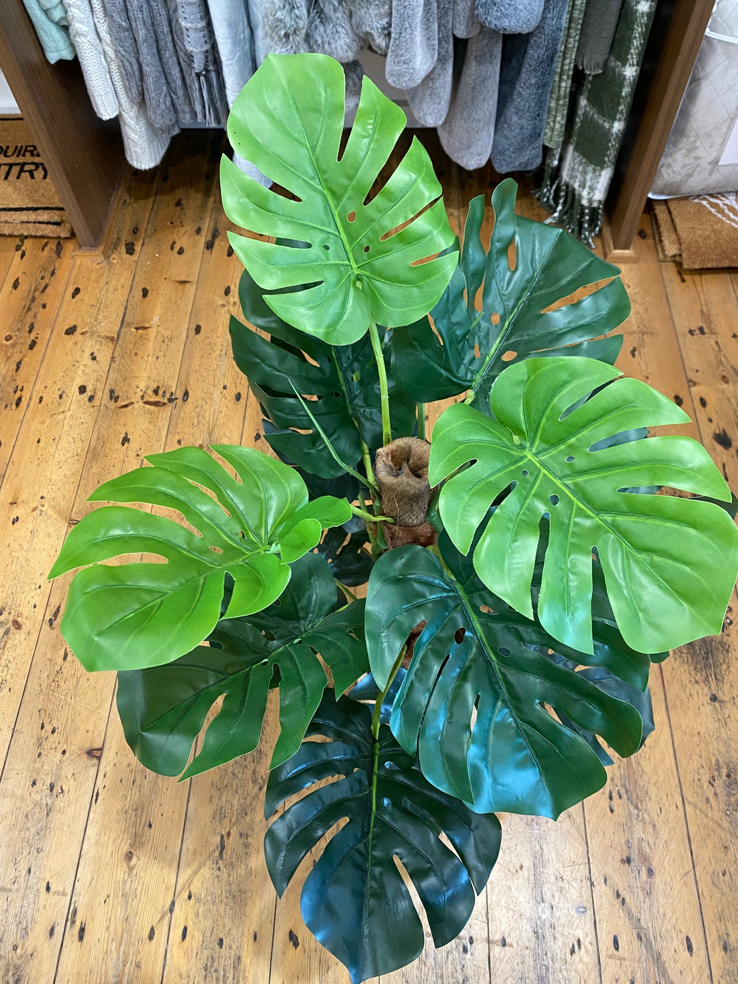 Split Philodendron 90cm