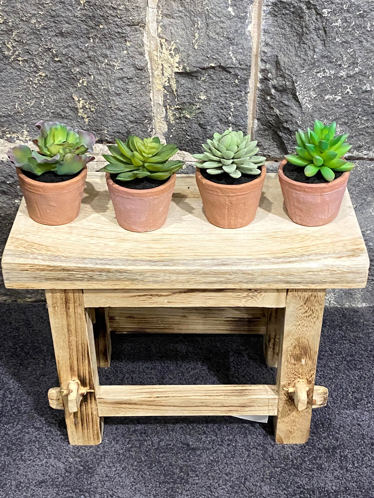 Succulent in Terra pot 11cm