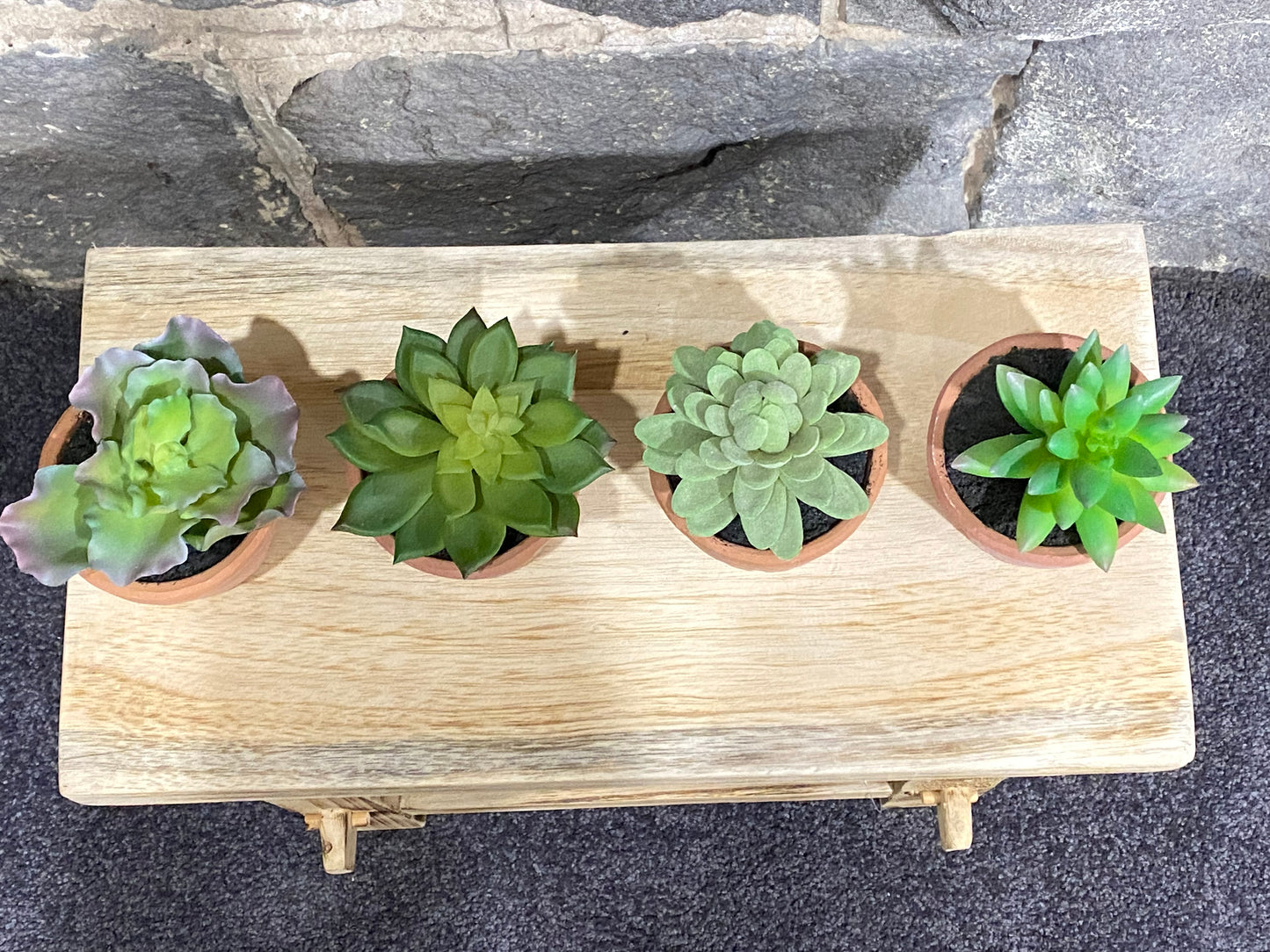 Succulent in Terra pot 11cm