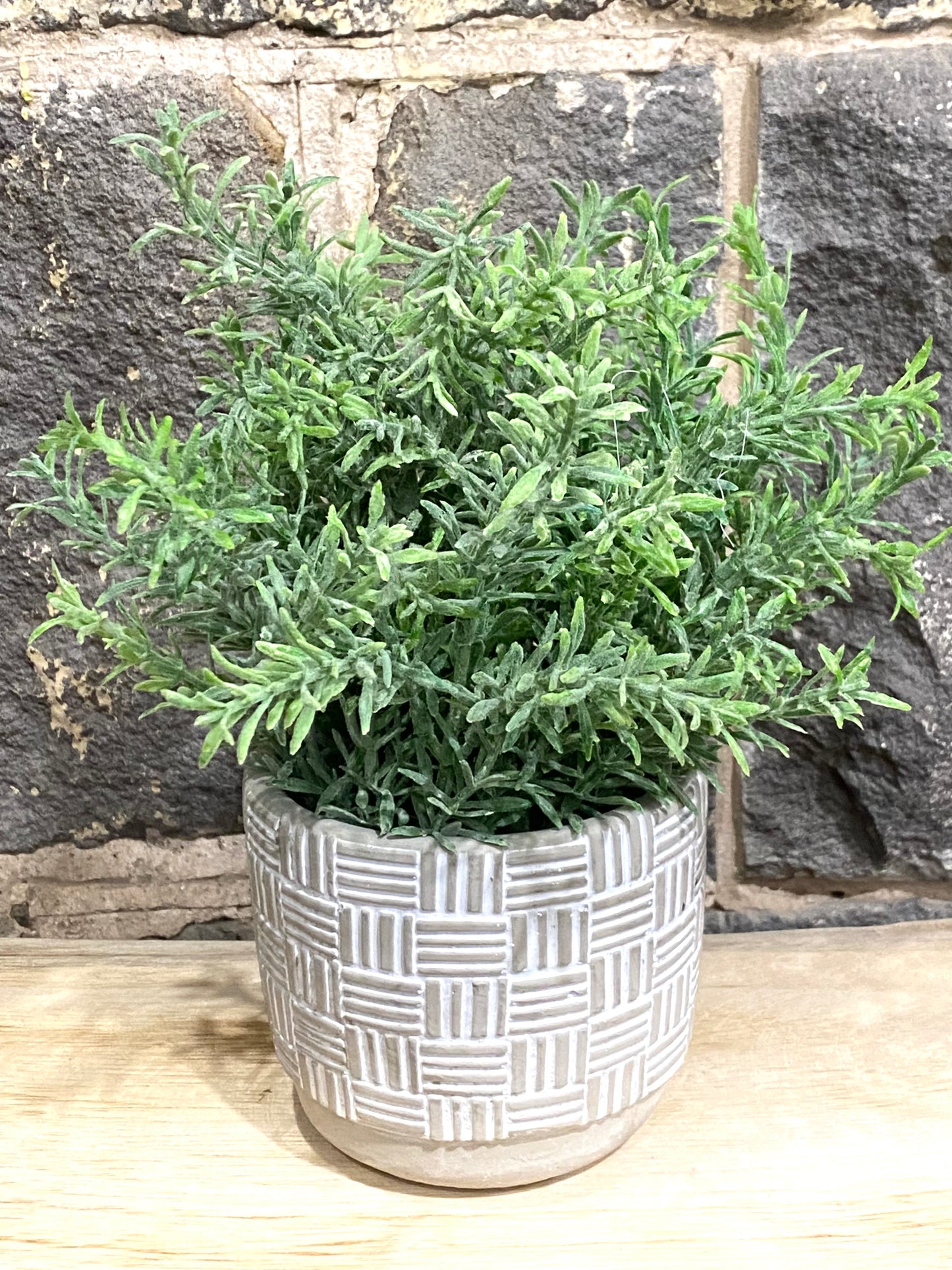 Rosemary in pot