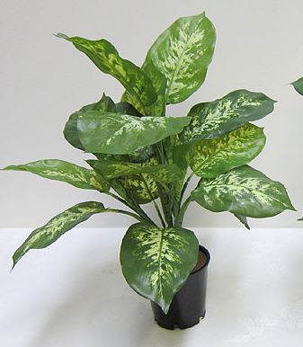 Dieffenbachia Potted