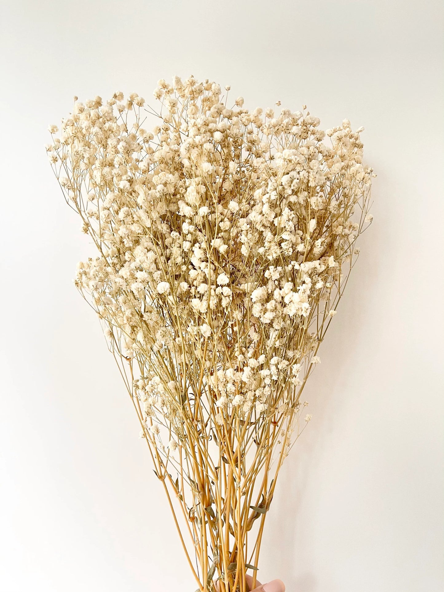 Gypsophila Babys Breath Natural