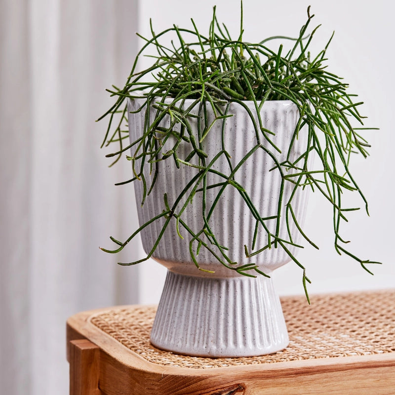 Taylor Ribbed Planter