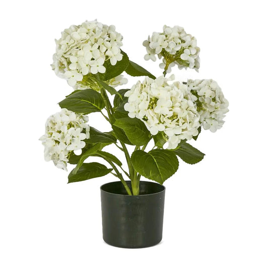 Hydrangea Plant 53cm White