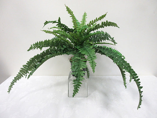 Boston Fern