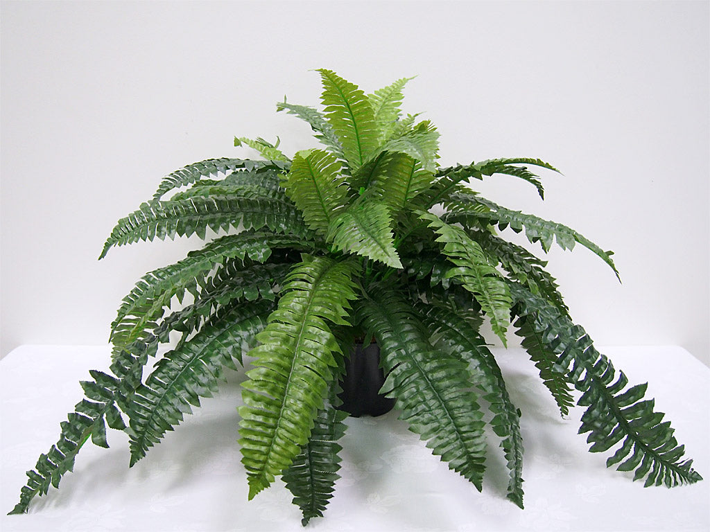 Boston Fern