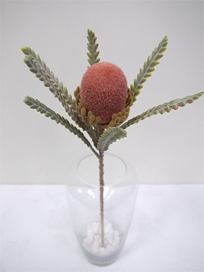 Banksia Coral