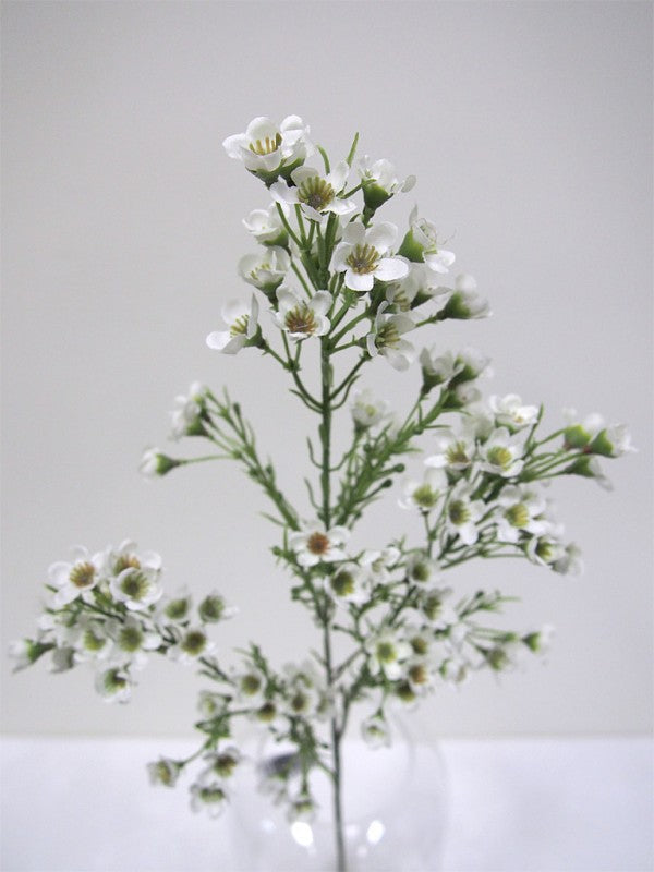 Waxflower Spray