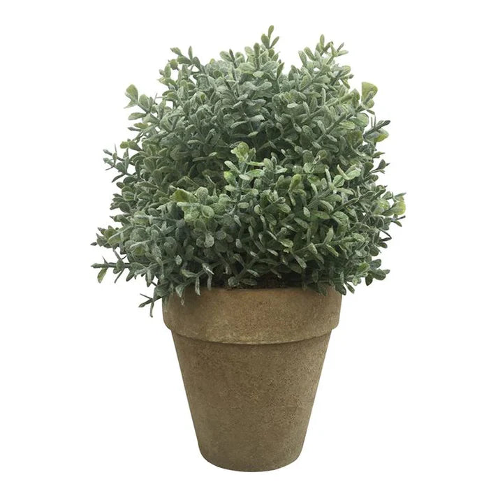 Oleria 23cm In Natural pot