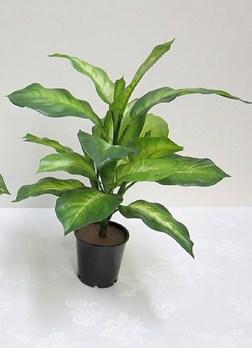 Golden Dieffenbachia Potted