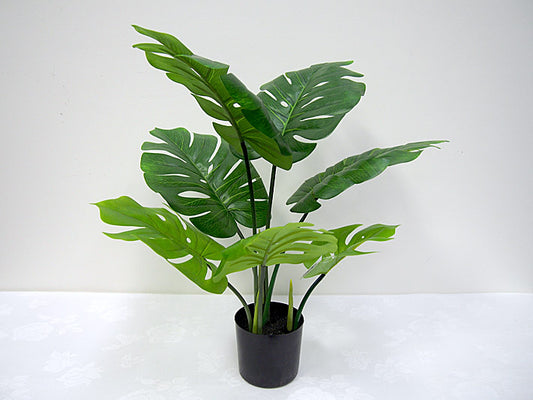 Monstera plant